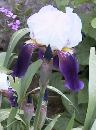 iris